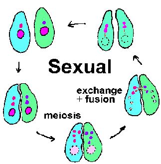 A sexual reproduction definition